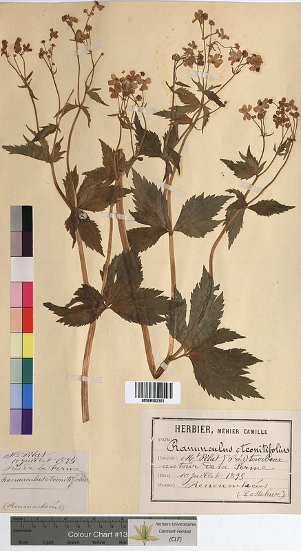 Ranunculus aconitifolius (Ranunculaceae)