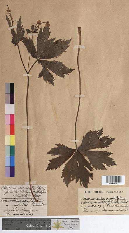 Ranunculus aconitifolius (Ranunculaceae)