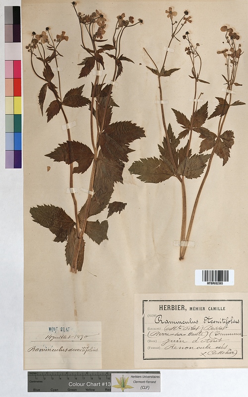 Ranunculus aconitifolius (Ranunculaceae)