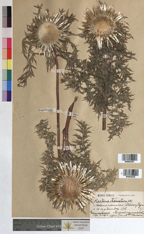 Carlina chamaeleon (Asteraceae)