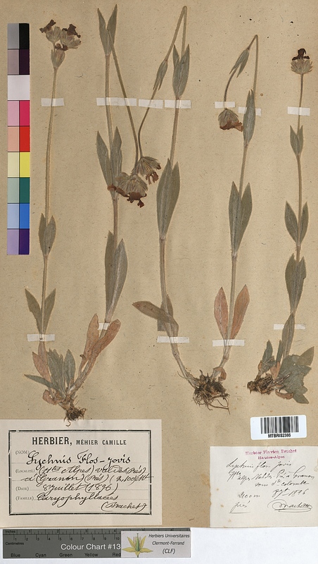 Lychnis flos-jovis (Caryophyllaceae)