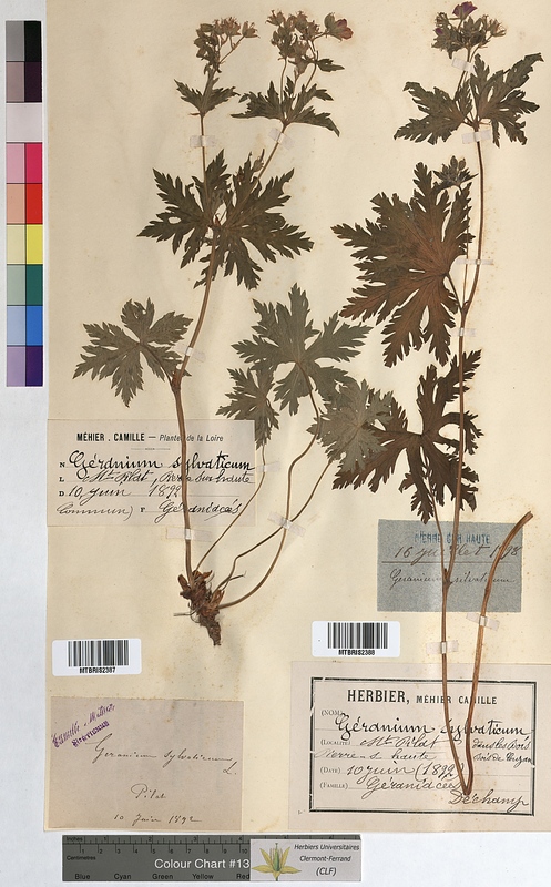Geranium sylvaticum (Geraniaceae)