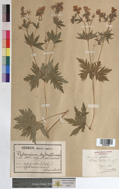 Geranium sylvaticum (Geraniaceae)