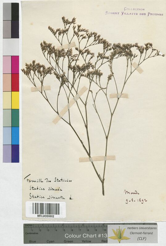 Statice sinuata (Plumbaginaceae)