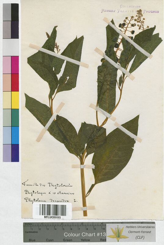Phytolacca decandra (Phytolaccaceae)