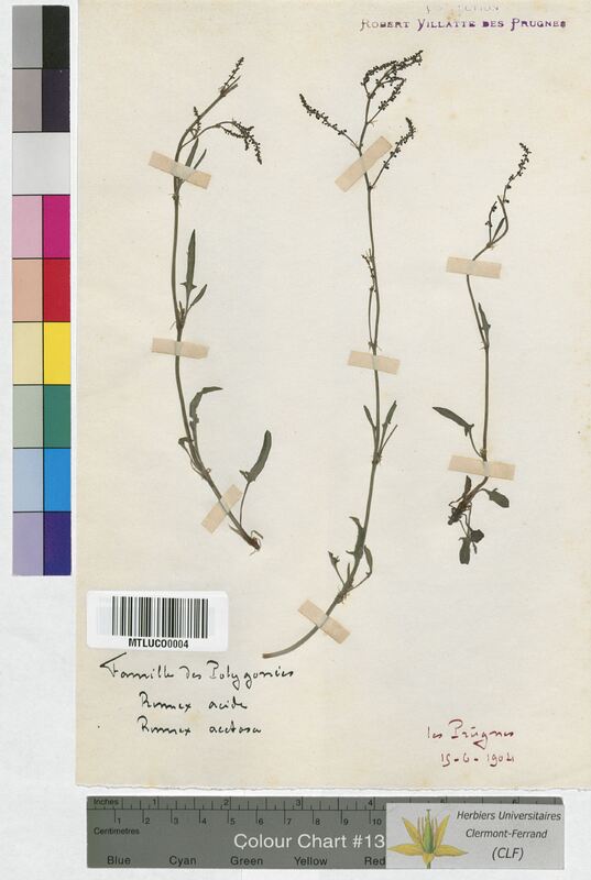 Rumex acetosa (Polygonaceae)