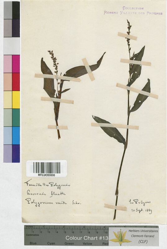 Polygonum mite (Polygonaceae)