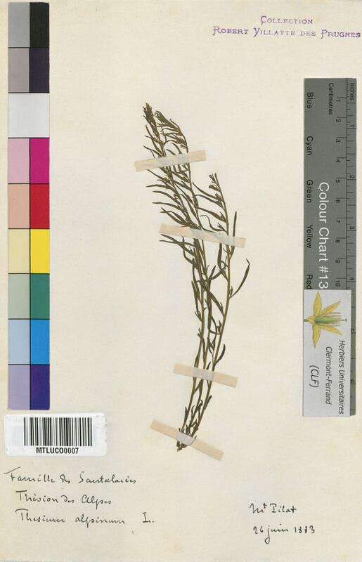 Thesium alpinum (Santalaceae)