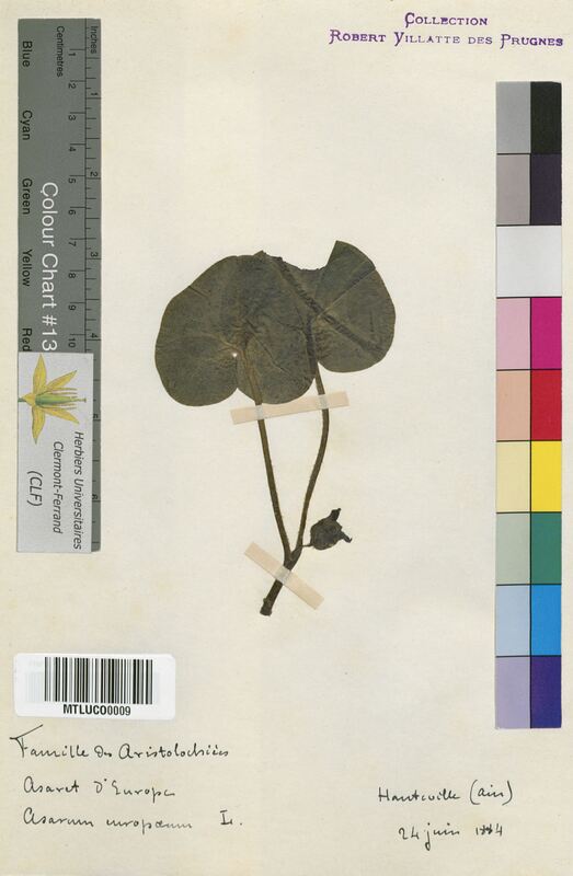 Asarum europaeum (Aristolochiaceae)