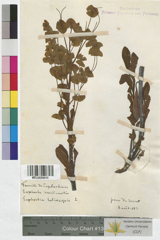 Euphorbia helioscopia (Euphorbiaceae)
