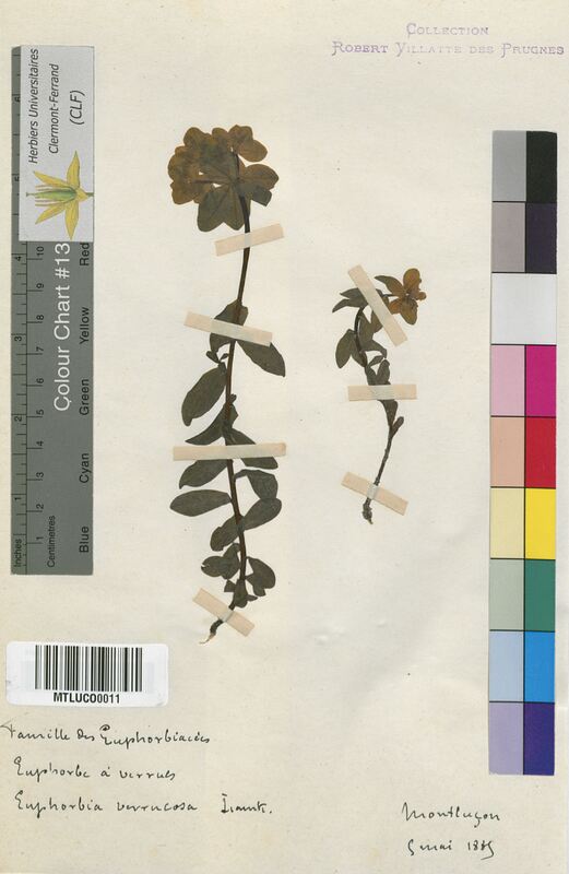 Euphorbia verrucosa (Euphorbiaceae)