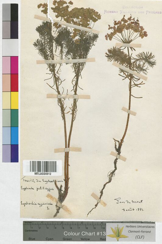 Euphorbia cyparissias (Euphorbiaceae)