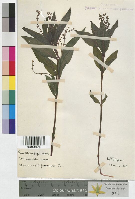 Mercurialis perennis (Euphorbiaceae)