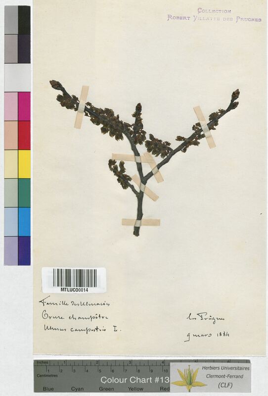 Ulmus campestris (Ulmaceae)