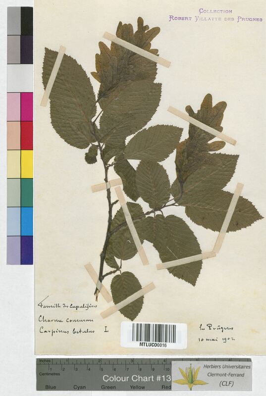 Carpinus betulus (Corylaceae)
