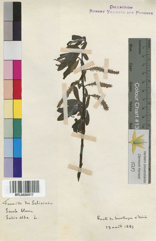 Salix alba (Salicaceae)
