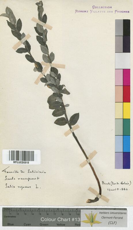 Salix repens (Salicaceae)