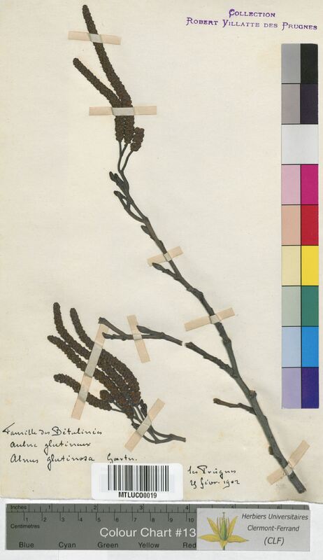 Alnus glutinosa (Betulaceae)
