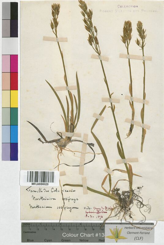 Narthecium ossifragum (Melanthiaceae)