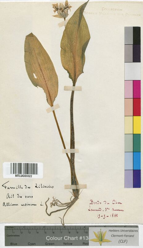 Allium ursinum (Alliaceae)