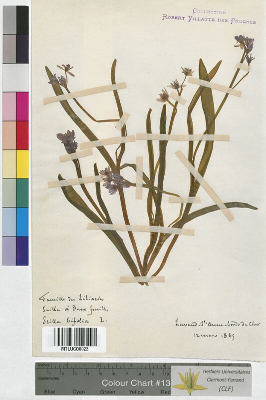 Scilla bifolia (Hyacinthaceae)