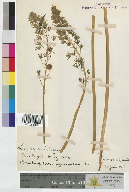 Ornithogalum pyrenaicum (Hyacinthaceae)