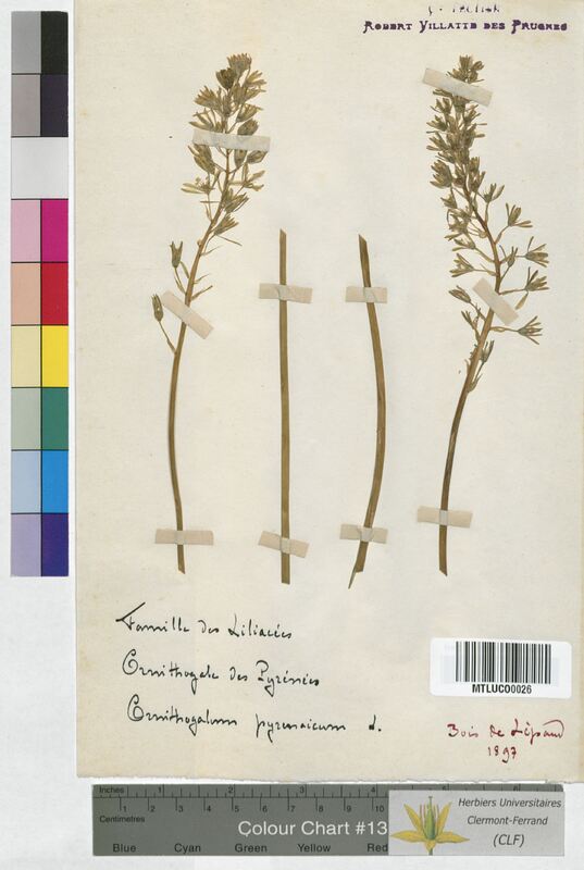 Ornithogalum pyrenaicum (Hyacinthaceae)