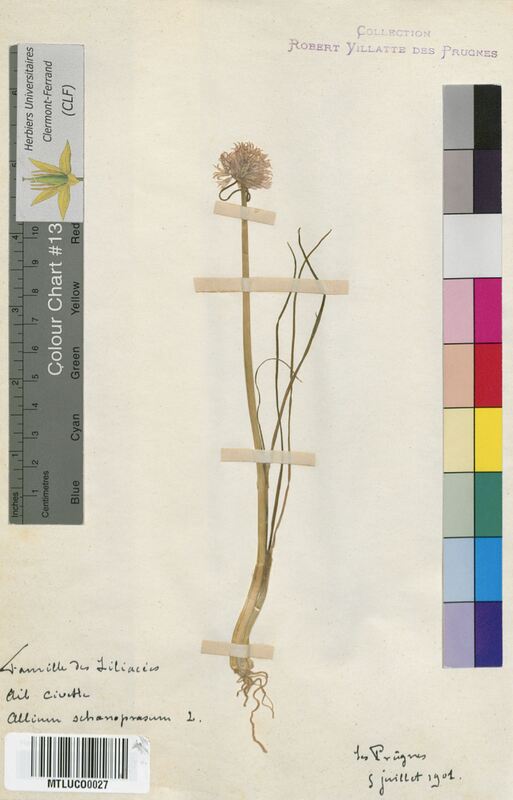 Allium schoenoprasum (Alliaceae)