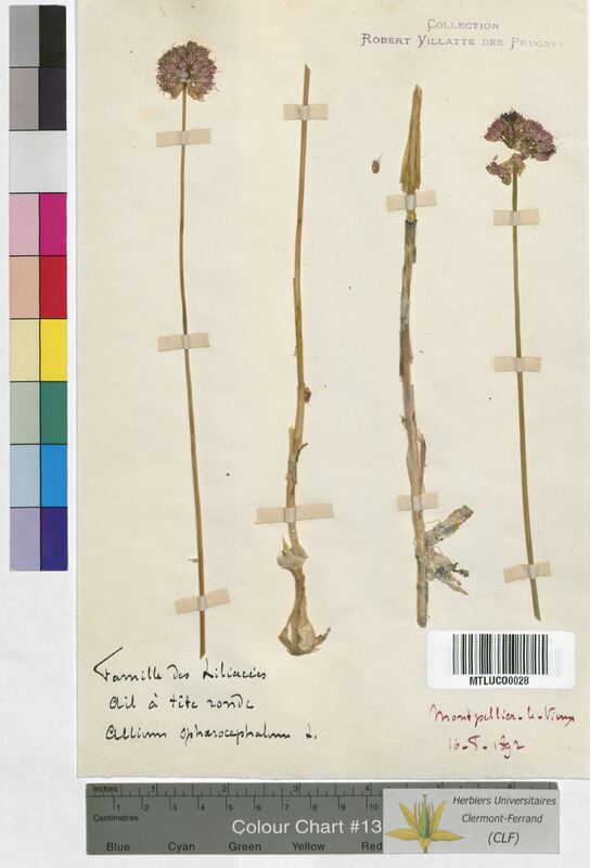 Allium sphaerocephalon (Alliaceae)