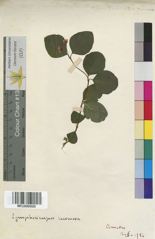 Symphoricarpos racemosus (Caprifoliaceae)