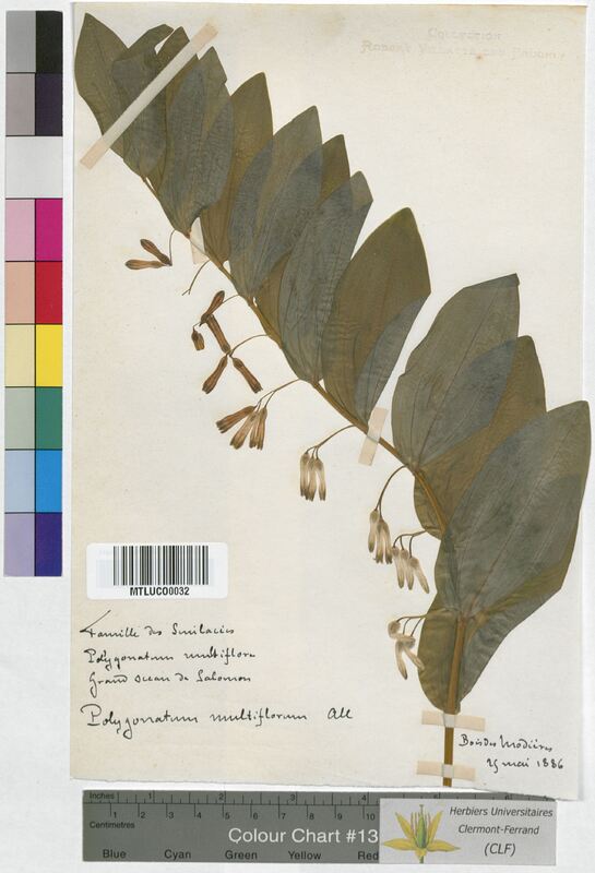 Polygonatum multiflorum (Convallariaceae)