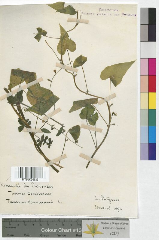Tamus communis (Dioscoreaceae)