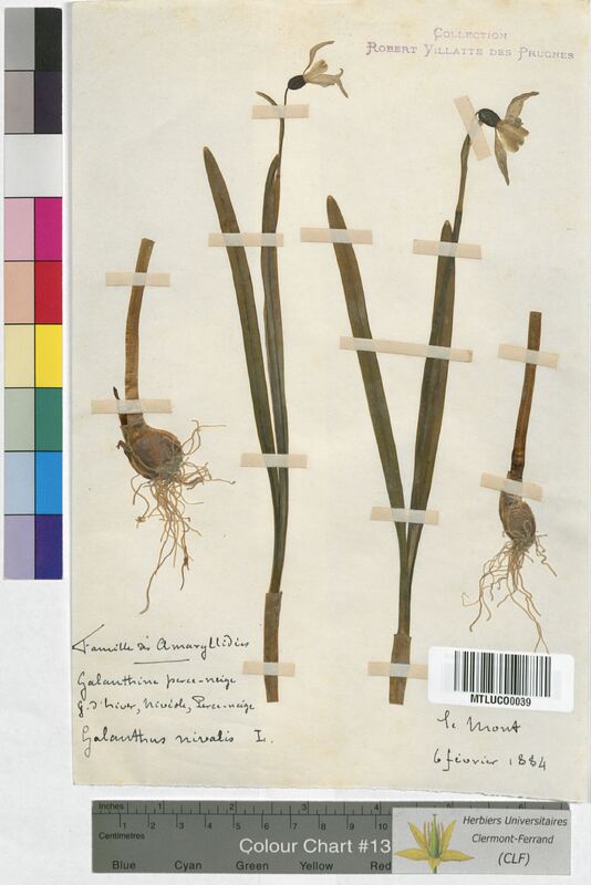 Galanthus nivalis (Amaryllidaceae)