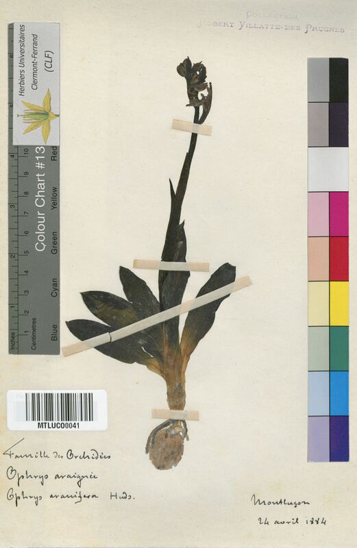 Ophrys aranifera (Orchidaceae)