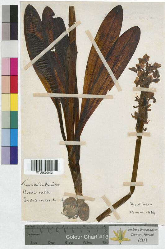 Orchis mascula (Orchidaceae)