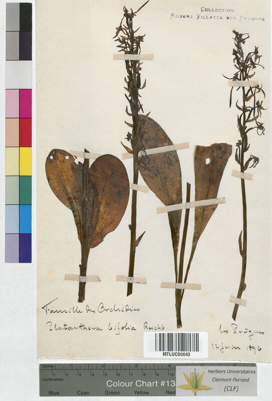 Platanthera bifolia (Orchidaceae)