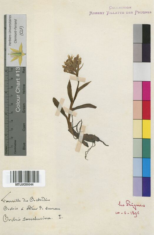 Orchis sambucina (Orchidaceae)