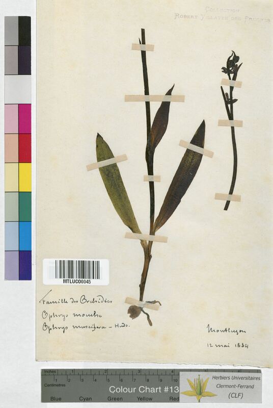 Ophrys muscifera (Orchidaceae)