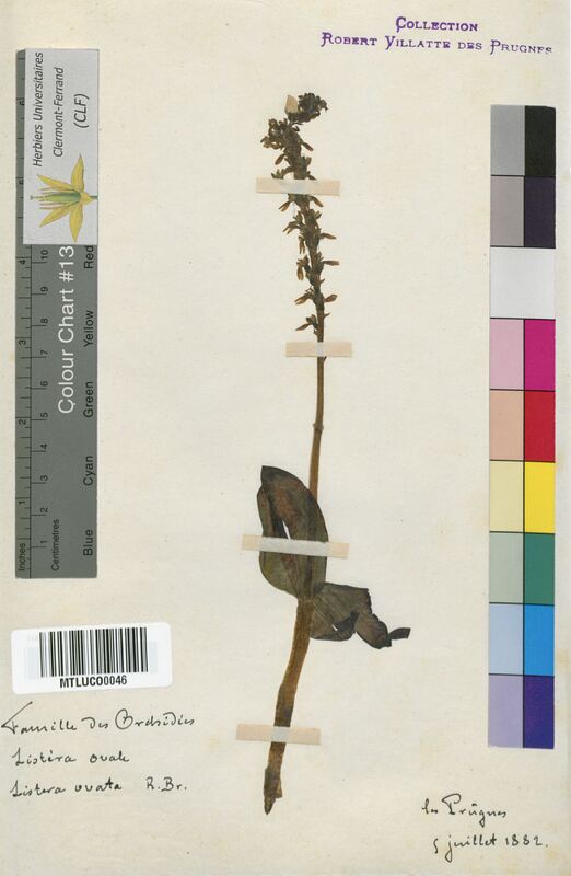 Listera ovata (Orchidaceae)
