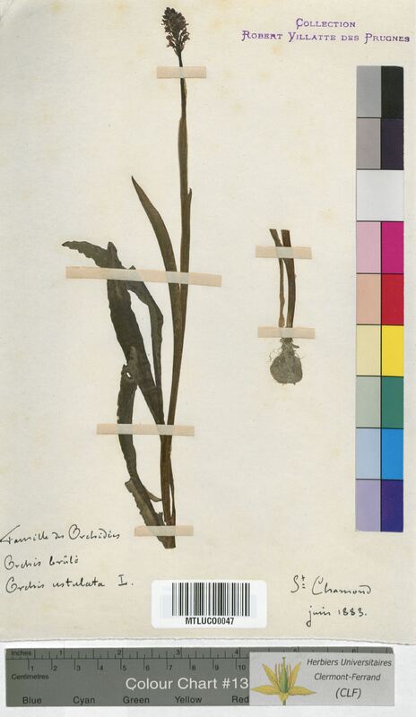 Orchis ustulata (Orchidaceae)