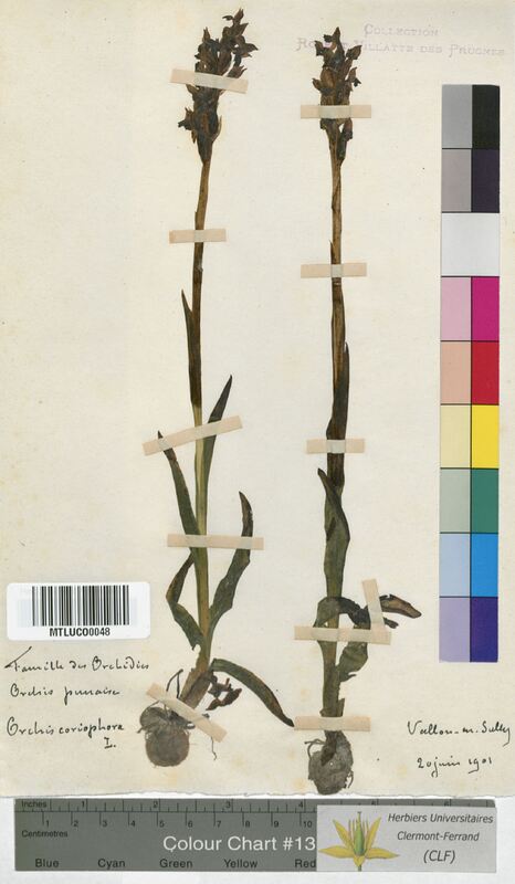 Orchis coriophora (Orchidaceae)