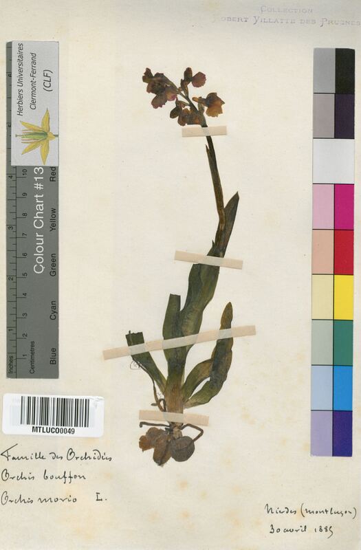 Orchis morio (Orchidaceae)