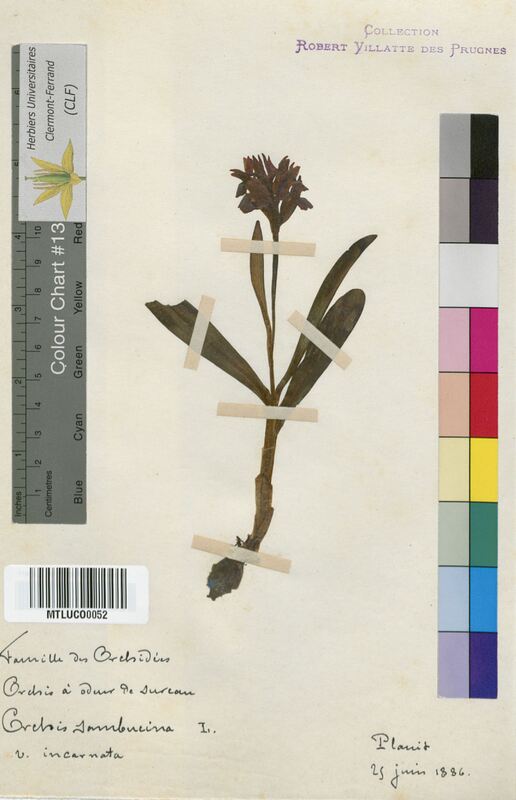 Orchis sambucina (Orchidaceae)