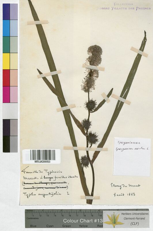 Sparganium erectum (Sparganiaceae)
