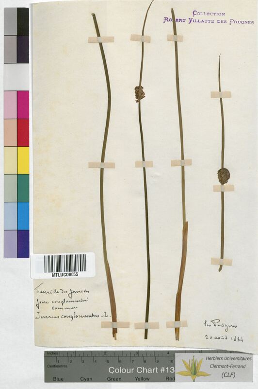 Juncus conglomeratus (Juncaceae)