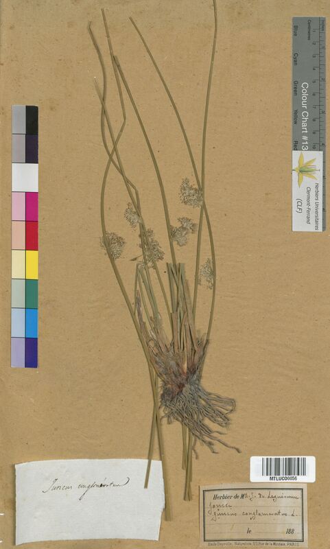 Juncus conglomeratus (Juncaceae)