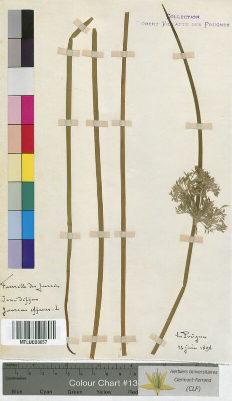 Juncus effusus (Juncaceae)
