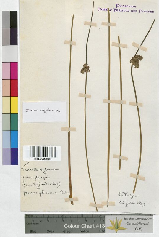 Juncus conglomeratus (Juncaceae)