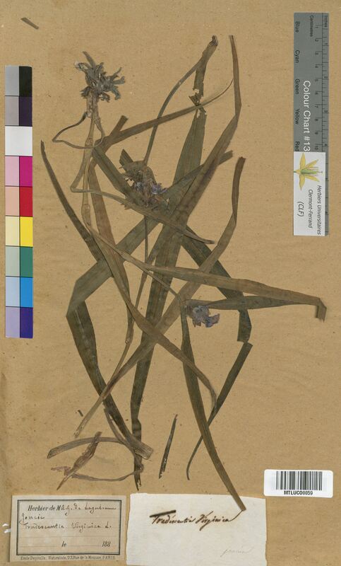 Tradescantia virginiana (Commelinaceae)