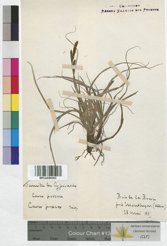 Carex praecox (Cyperaceae)